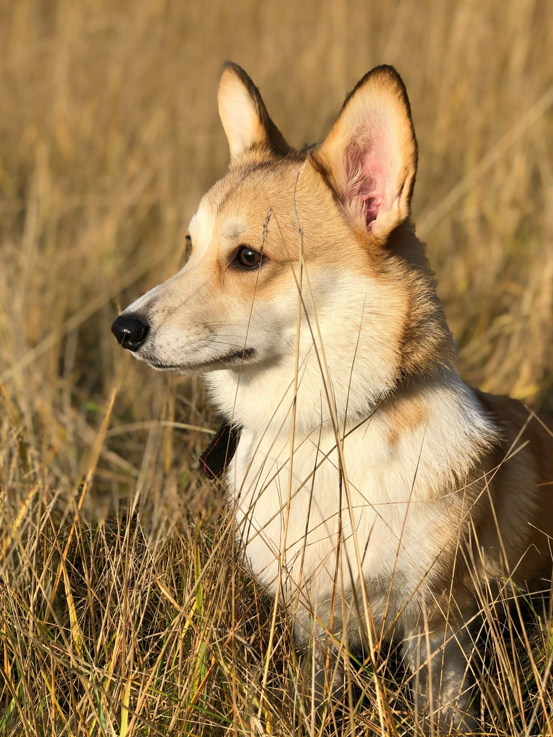 Digitale Transformation als Wachstumstreiber: Tipps für Geschäftsführer zur erfolgreichen Umsetzung