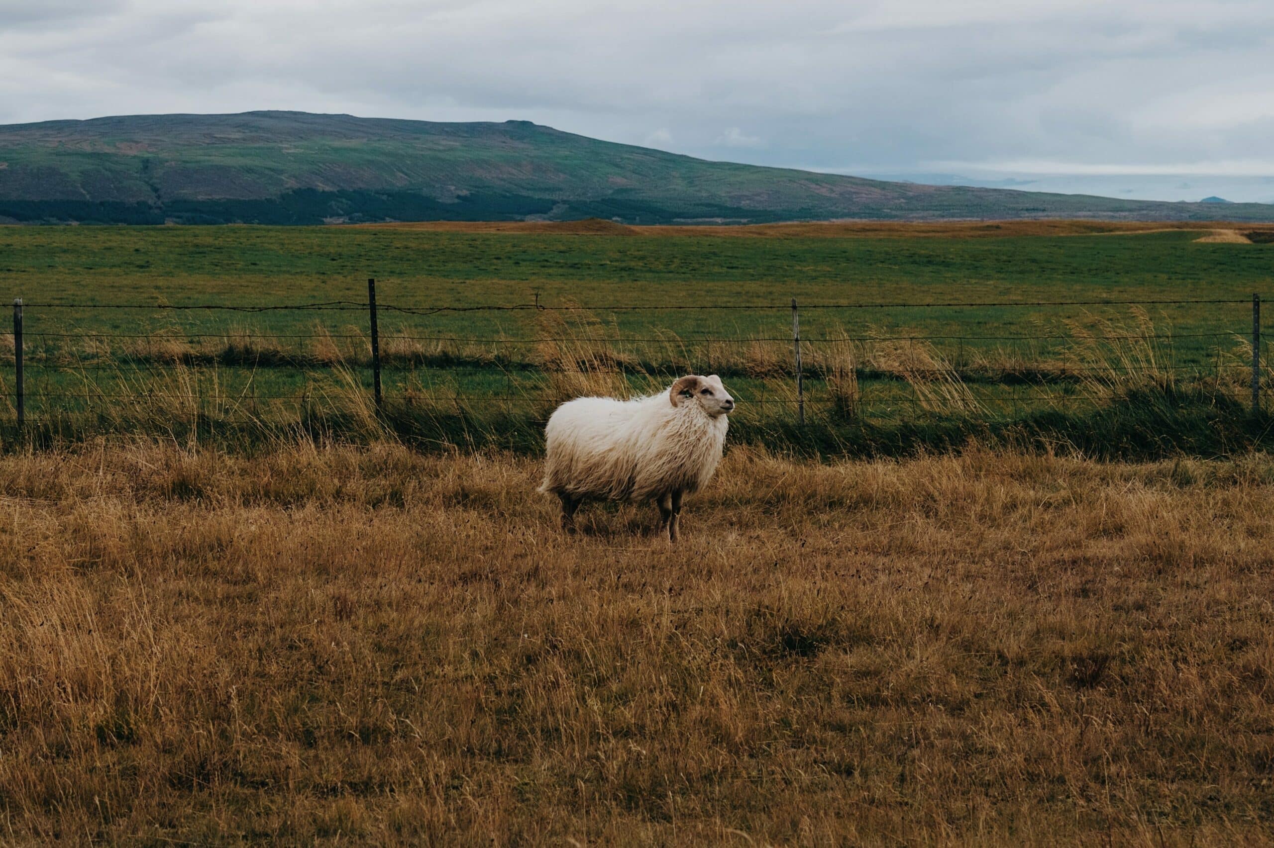Arbeitsspeicher (RAM) einfach erklärt: Alles, was technikinteressierte IT-Entscheider darüber wissen müssen.