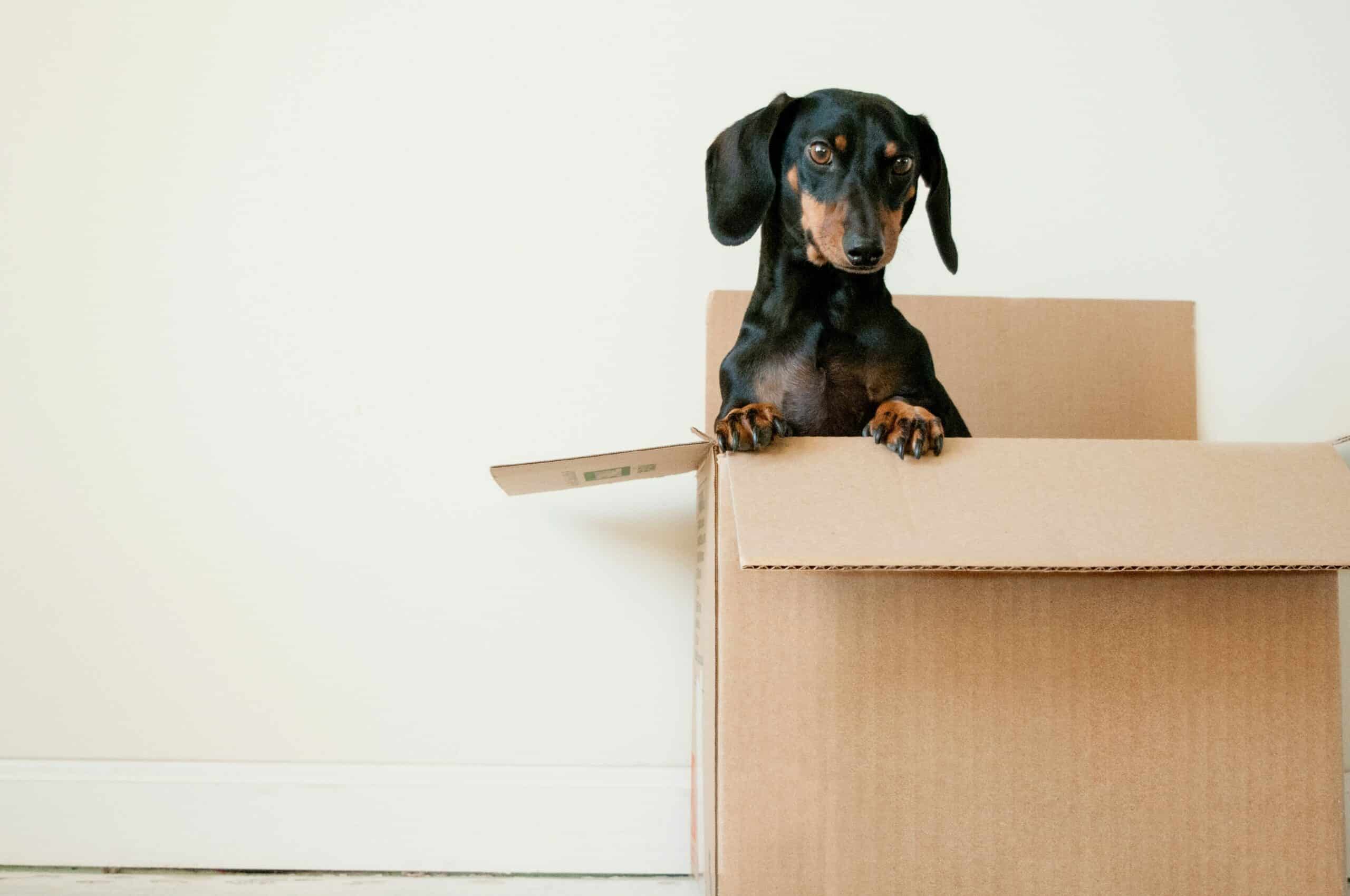 Box und Künstliche Intelligenz: Wie IT-Leiter von intelligenten Funktionen profitieren können