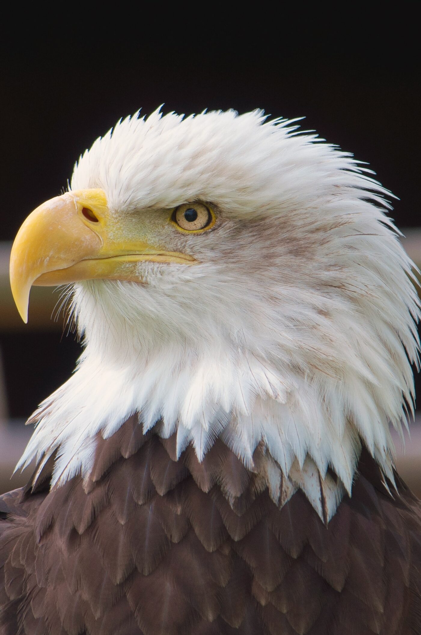 Effektives Bedrohungsmanagement mit CrowdStrike Falcon: Ein Leitfaden für IT-Leiter