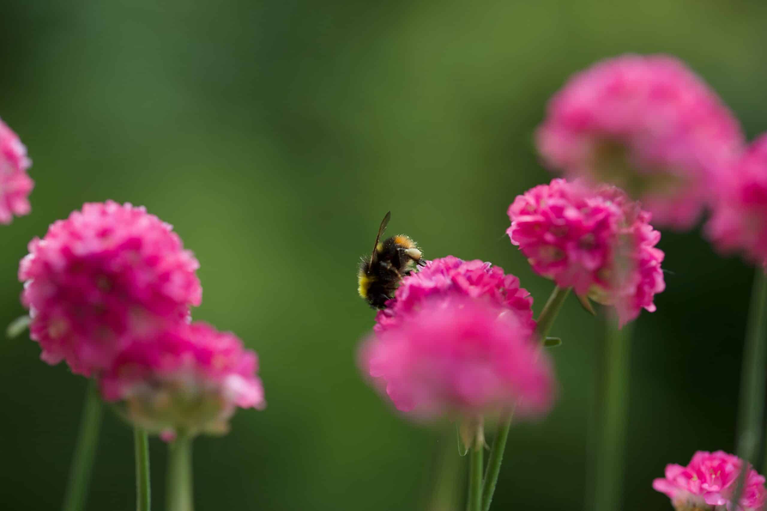 Datenschutz und Compliance: Wie Geschäftsführer rechtliche Risiken minimieren können