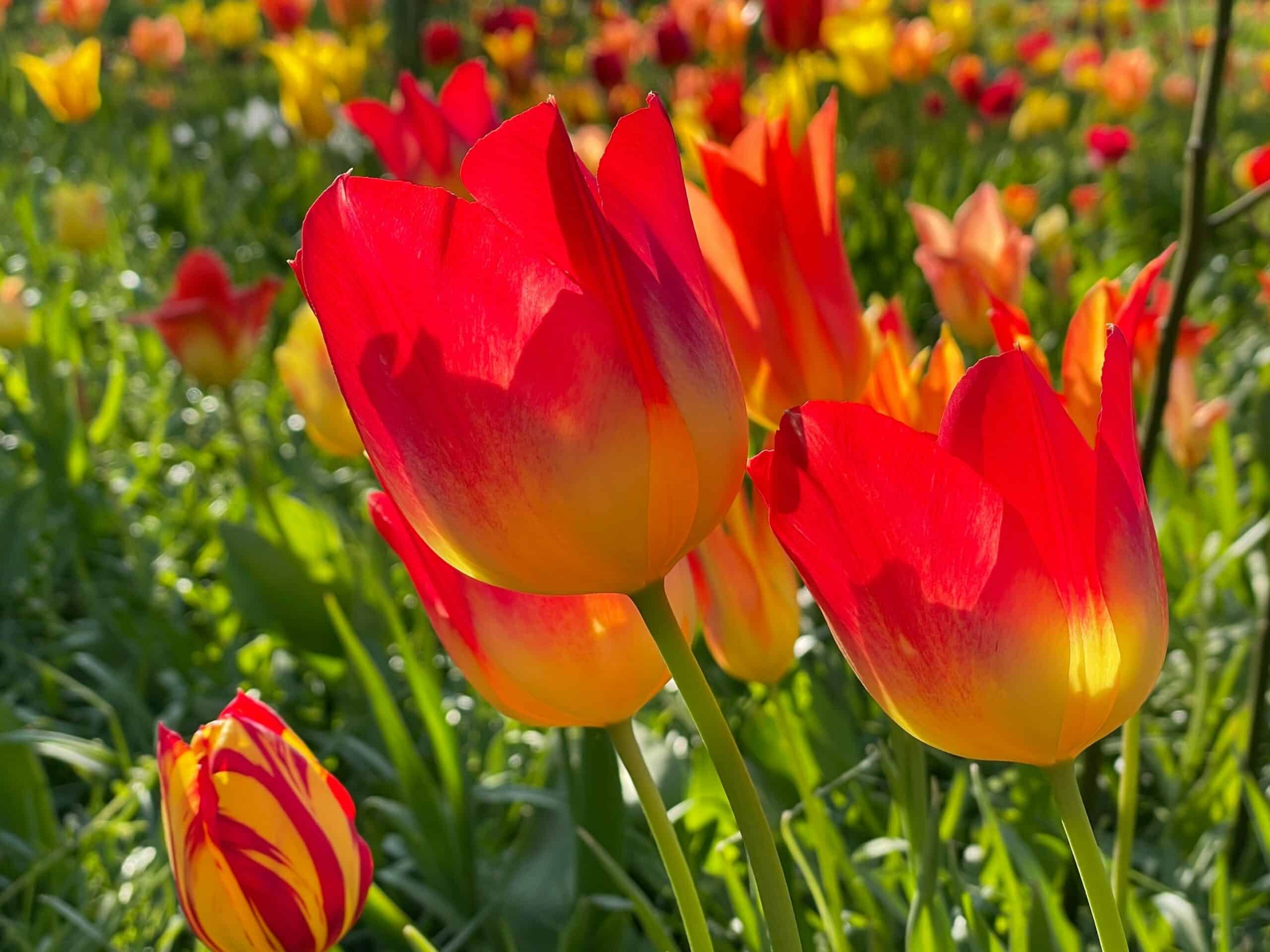 Diversität und Kundenbindung: Wie Unternehmen durch Vielfalt ihre Zielgruppen besser erreichen