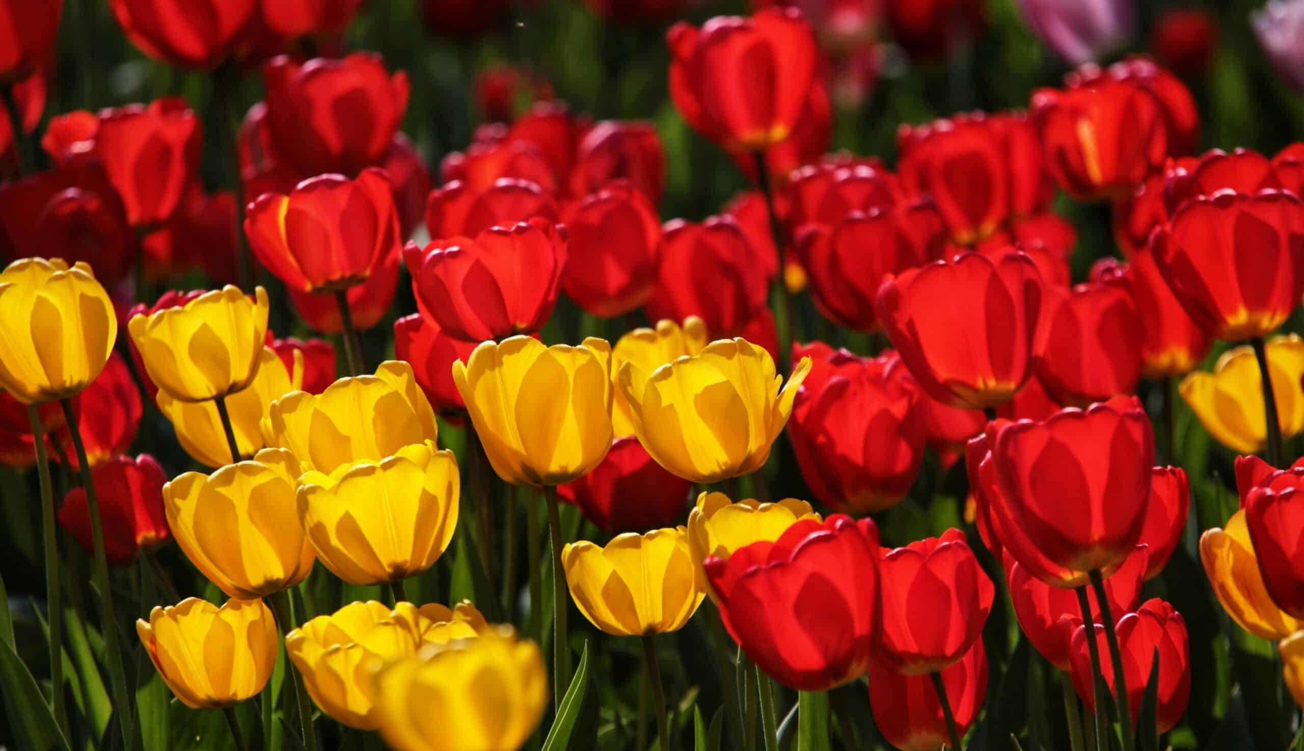 Kosten sparen durch IT-Integration in Freizeitparks und Attraktionen