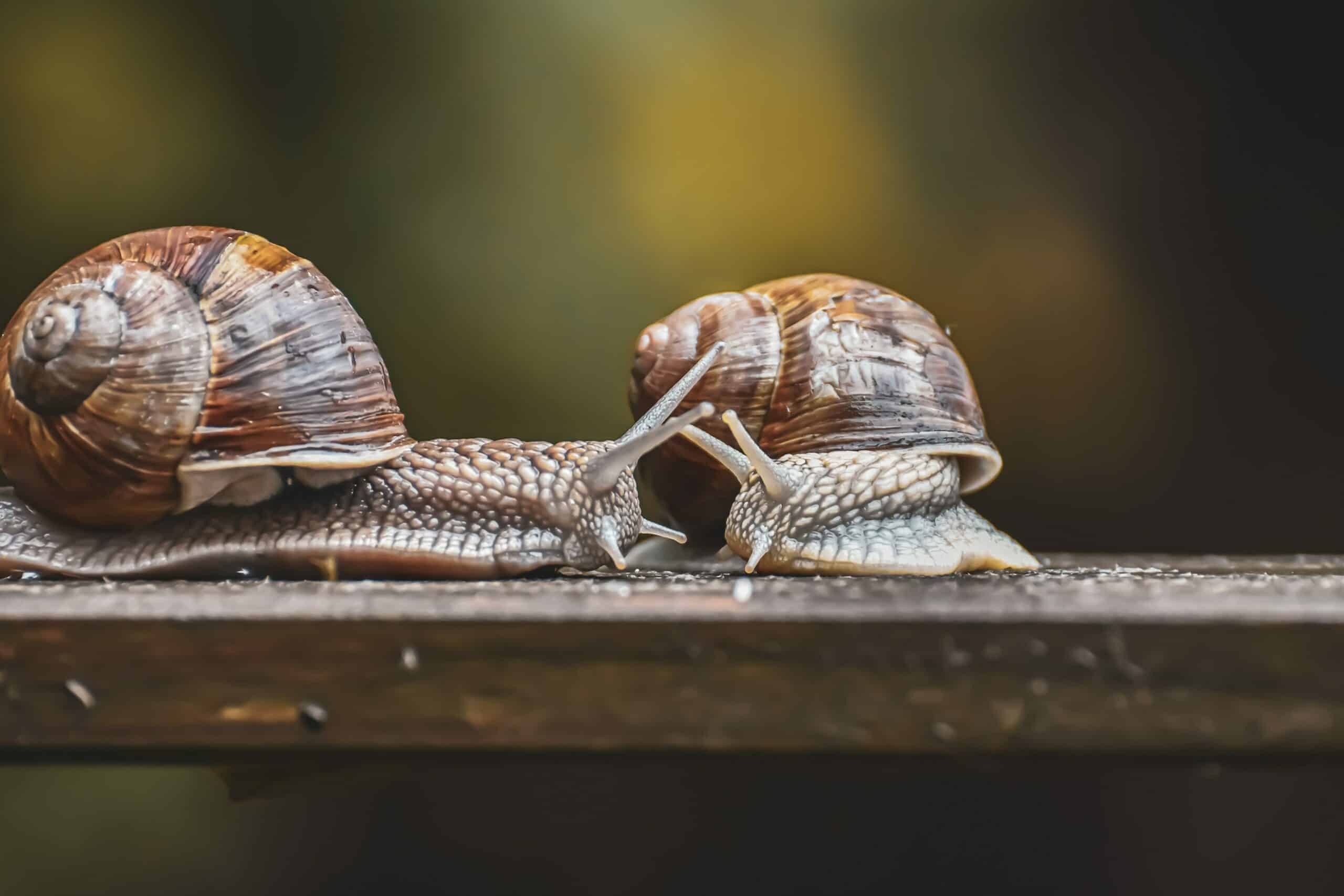 Was ist ein Gehäuse und warum ist es für technikinteressierte IT-Entscheider von Bedeutung?