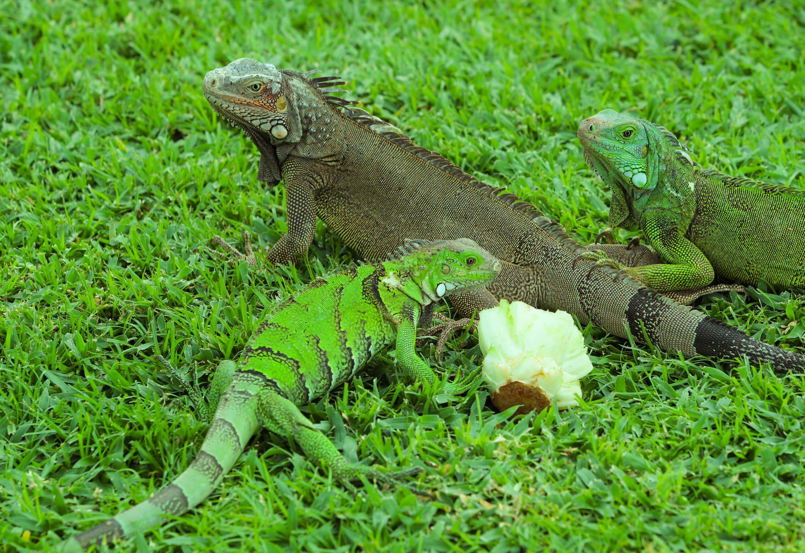 Netzwerksicherheit mit HPE Aruba Switches: Ein Leitfaden für IT-Leiter