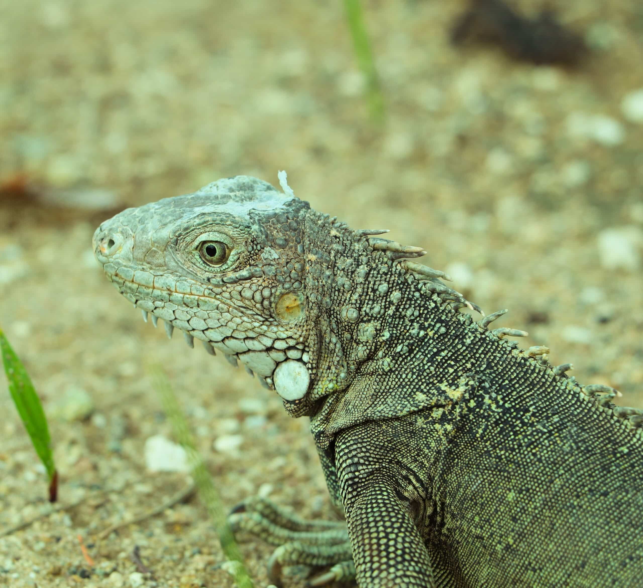 HPE Aruba Switches: Eine umfassende Übersicht für IT-Leiter zur Netzwerkplanung und -implementierung