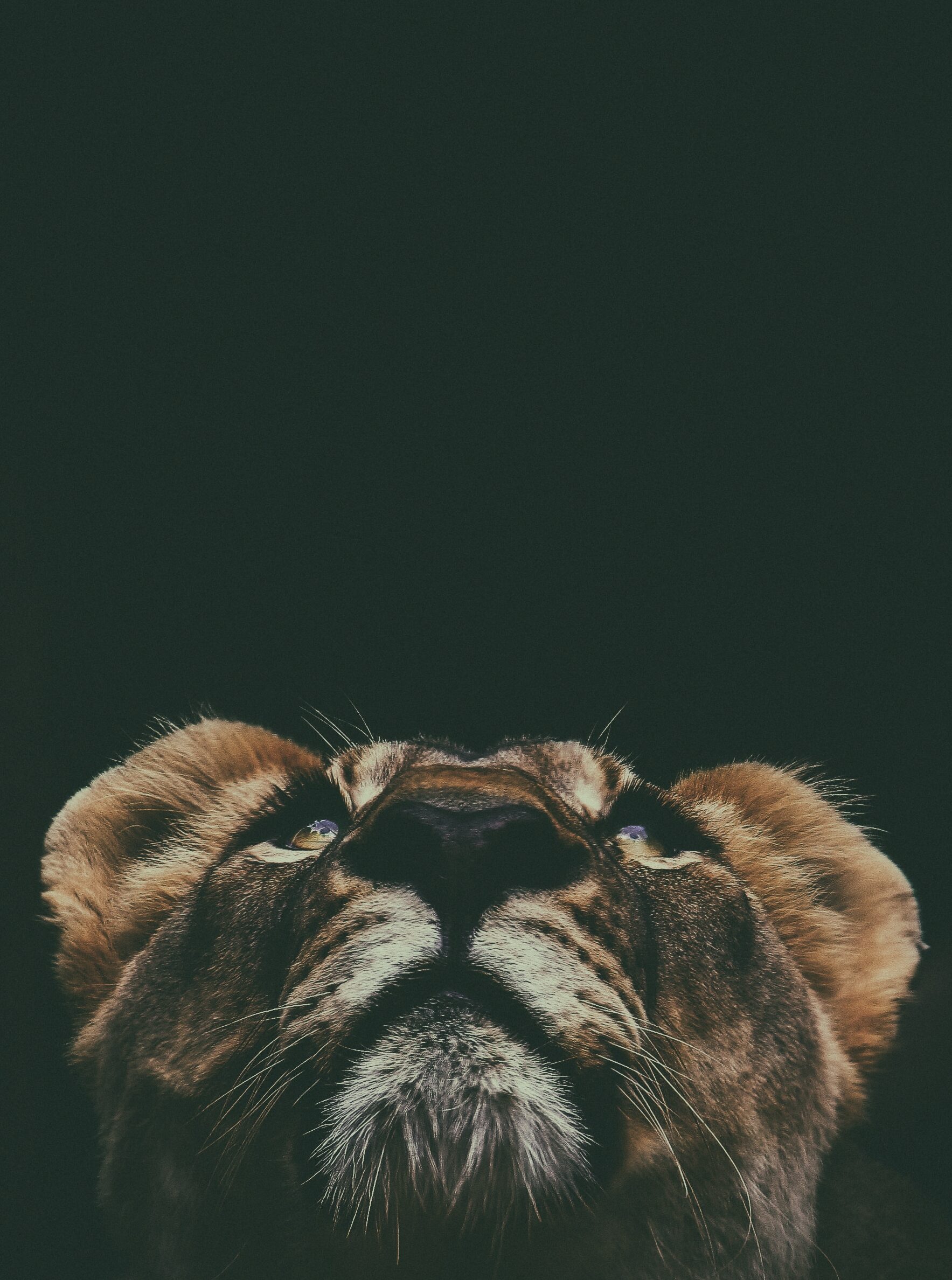 Kosteneffizienz durch IT-Ressourcenoptimierung: Tipps für CEOs kleiner Unternehmen