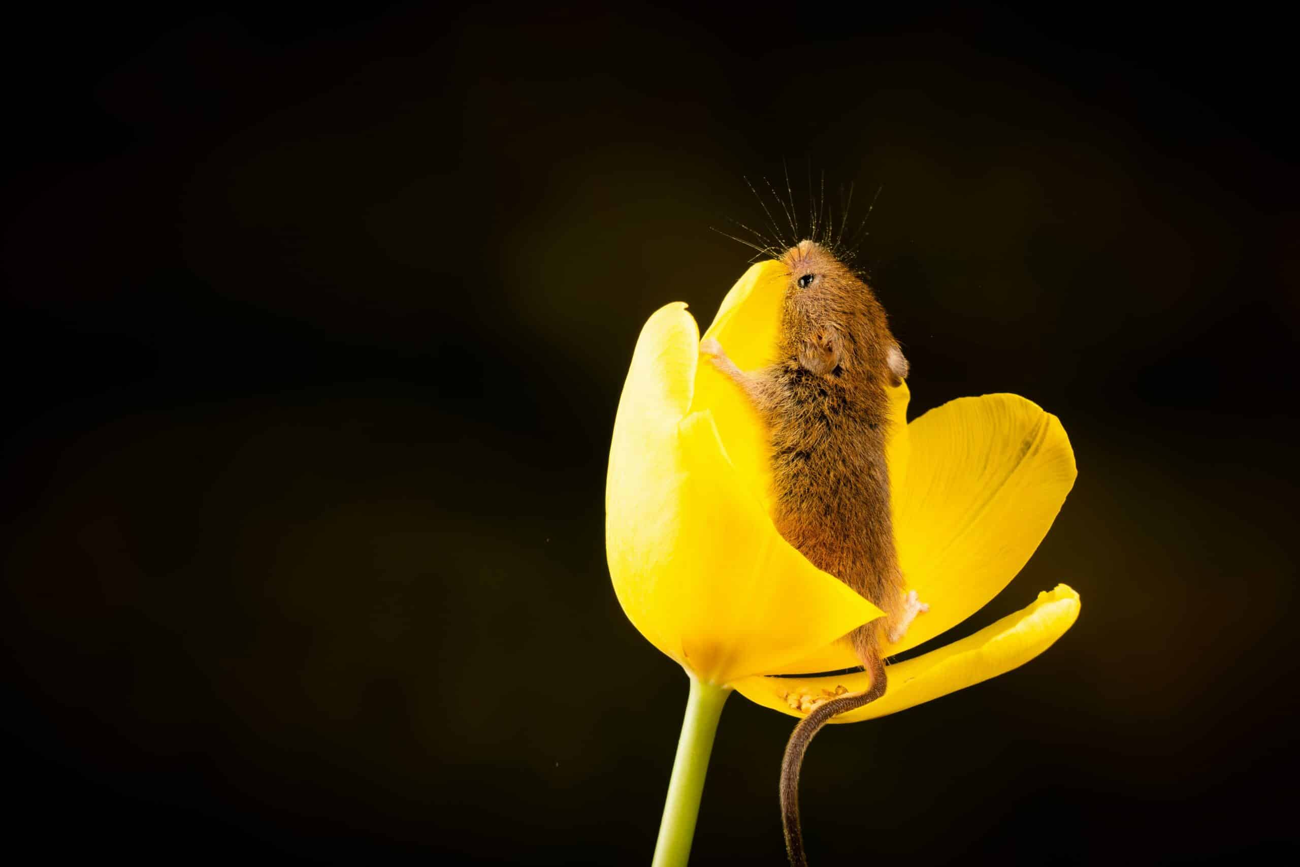 Die Entwicklung der Maus: Von einem einfachen Eingabegerät zum Must-Have für Technikbegeisterte und IT-Entscheider