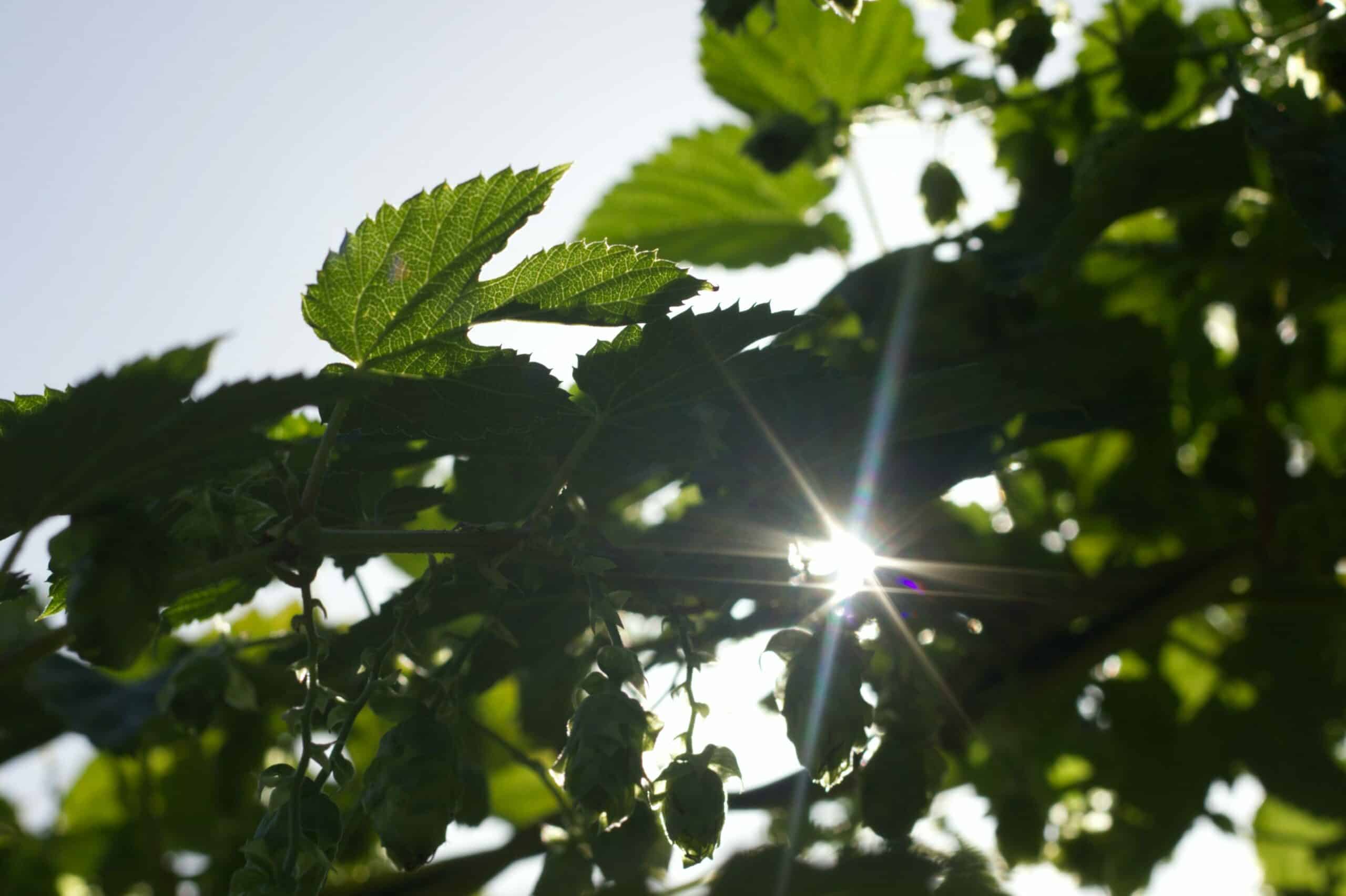 Nachhaltigkeit als Teil der Unternehmensstrategie: Wie Geschäftsführer langfristigen Erfolg sichern