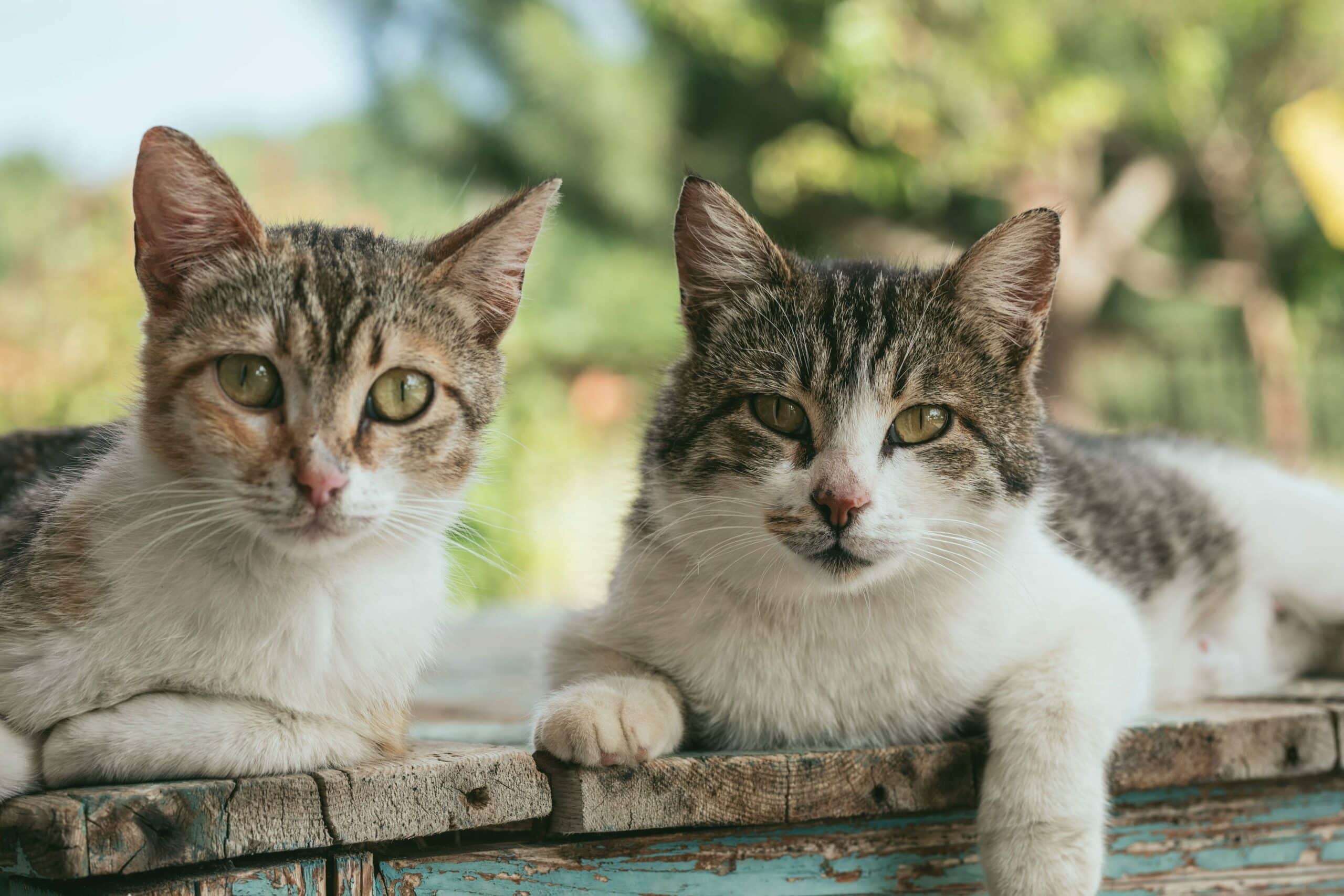 Einsparungen durch Server-Virtualisierung: Wie kleine Unternehmen profitieren können